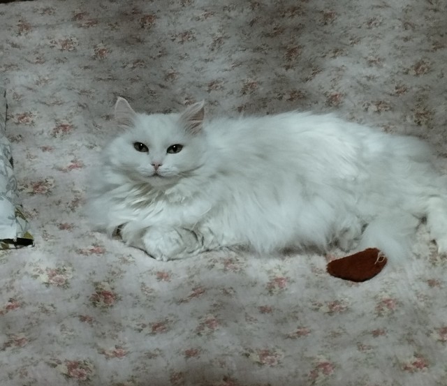 Нашли котенка и выросло вот такое чудо