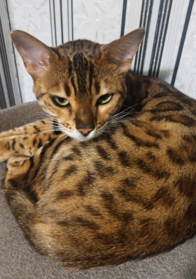 Котовторник в картинках