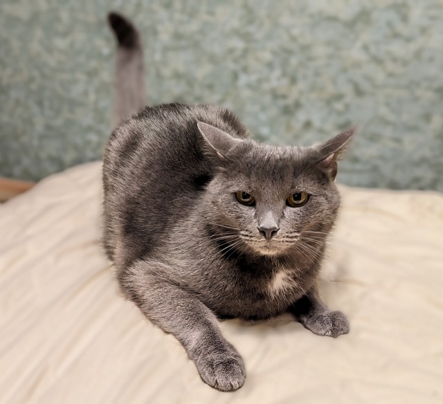 Котовторник 05/11/2024
