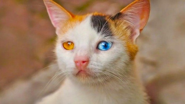 "Шутка природы: удивительные кошачьи окрасы". Несколько кошек с окрасом шкурки, в реальность которого сложно поверить