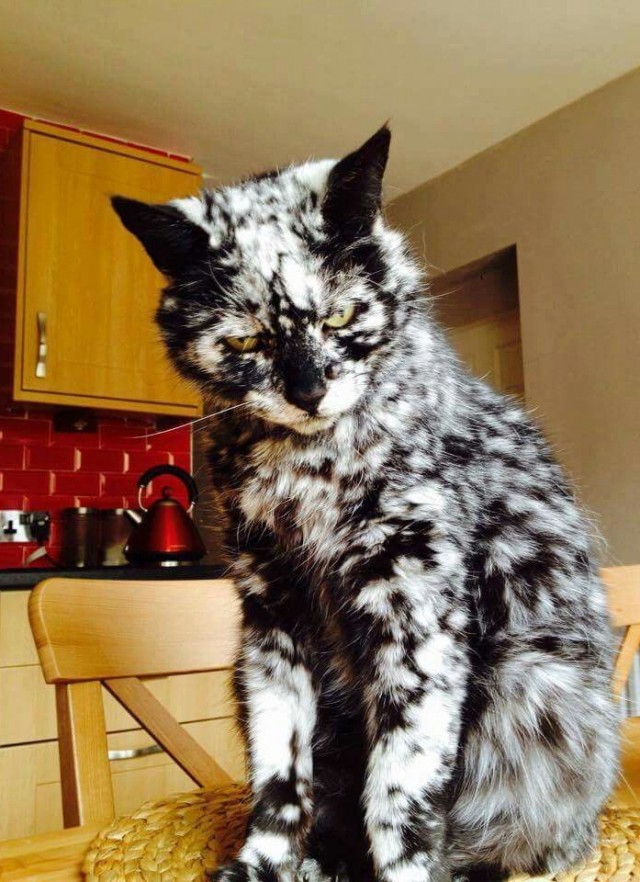 К котовторнику. Кот Роршаха