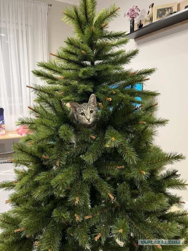 А где котики, сегодня же вторник!