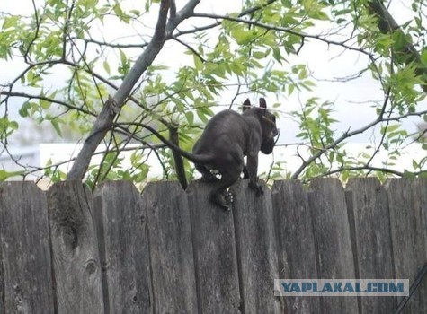 Что это за хрень?