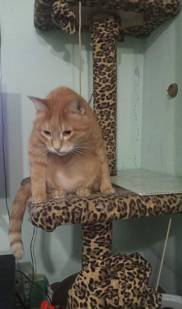 Этого кота не остановит ни одна клетка