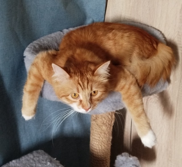 Маленький рыжий Симба