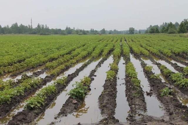 Виды на урожай картофеля.Новгородская область.