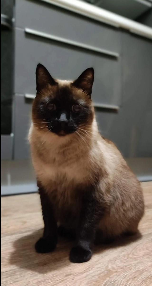 С котовторником!