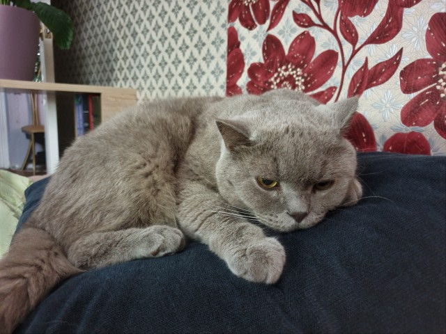 Вчера котик Баюн ушёл на радугу