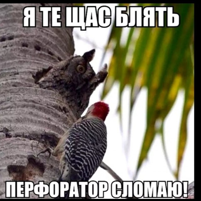 Наверное это очень старый дятел