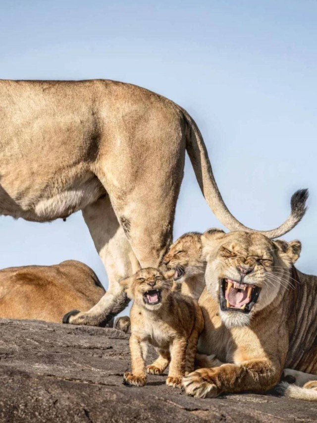 Финалисты фотоконкурса Nikon Comedy Wildlife Awards 2025