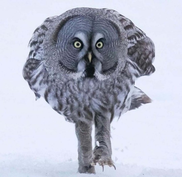 Королевство кривых