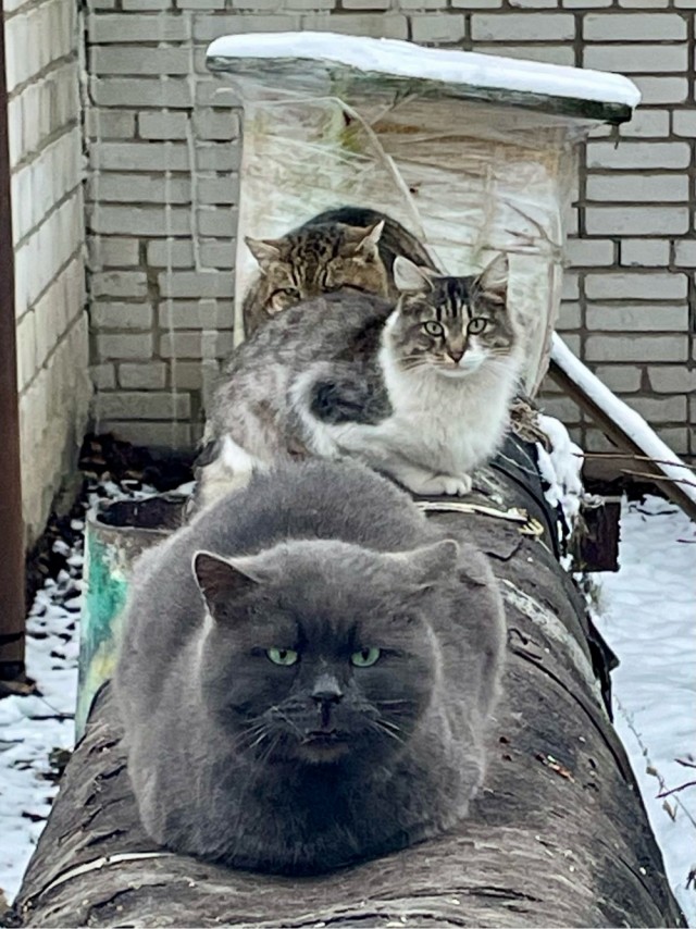 Друзья, как приручить котяру? Дикого.