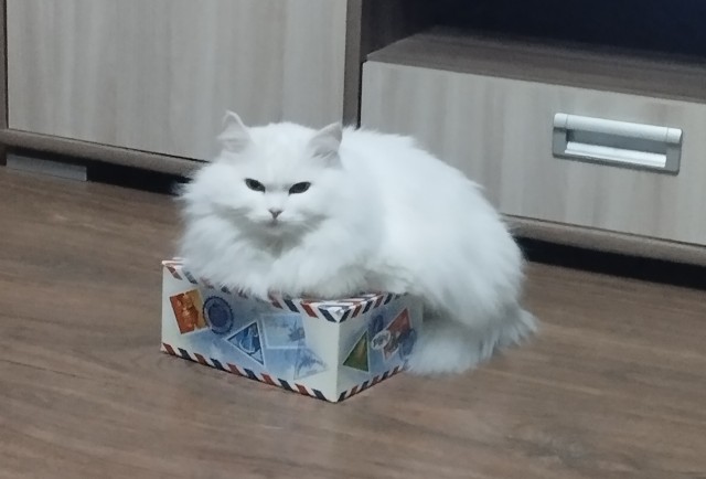 Наглая рыжая морда