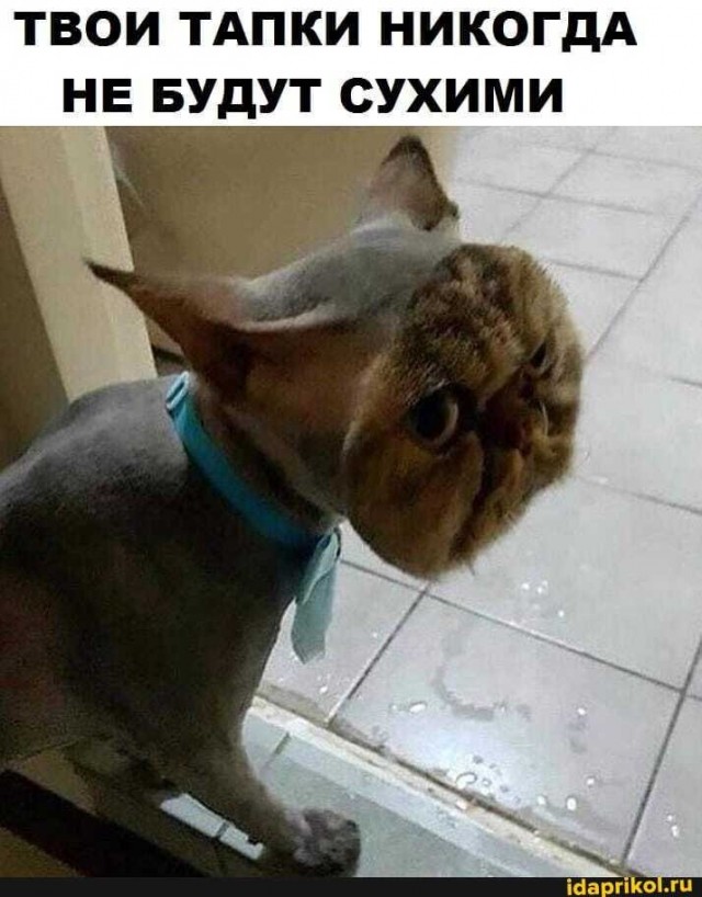 КОТордион