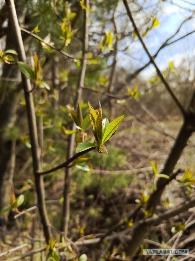 Литературное заведение "Буквица"