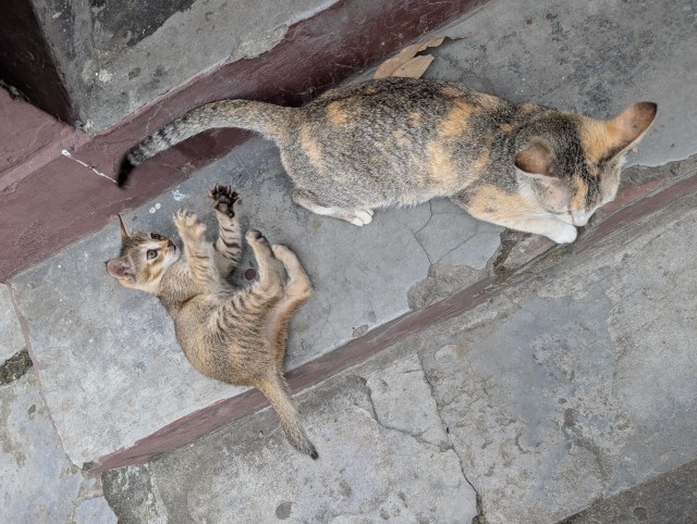Уличных трёхцветных кошек тред