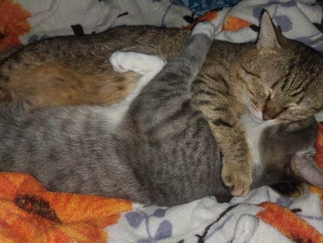 Фотки красивого кота.
