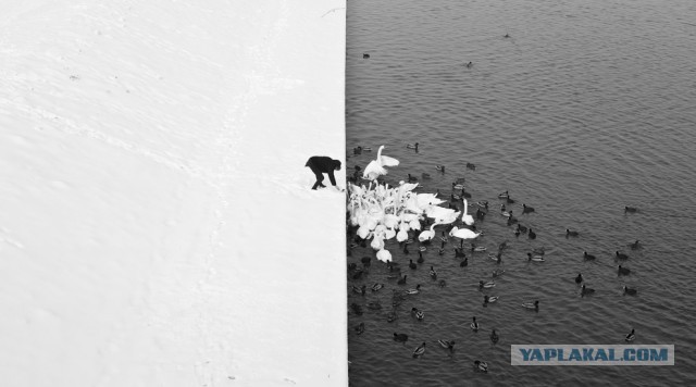 10 фотографий, которые выглядят как картины
