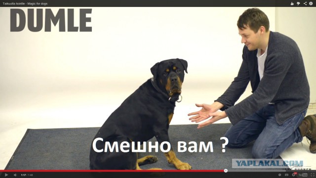 Собакенов обманывает
