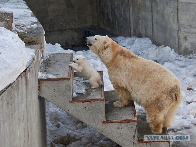 В Новосибирском зоопарке родился медвежонок.
