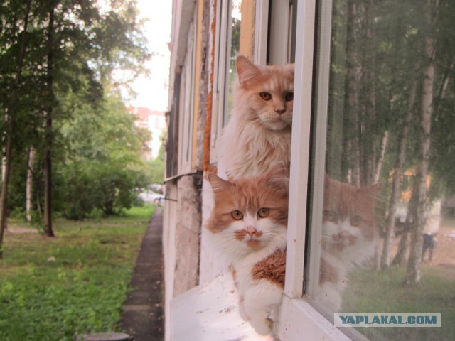 Котовторник 05.08.2014