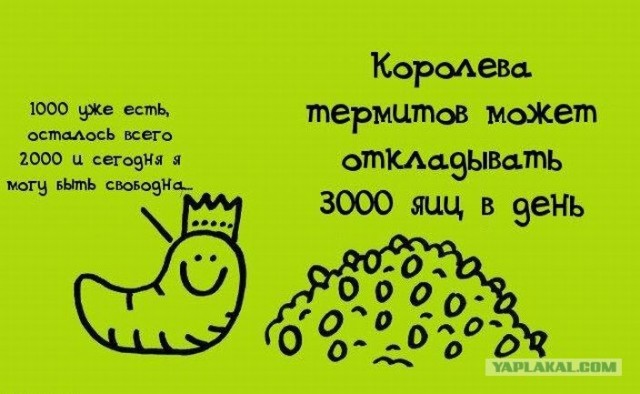 Забавные минифакты в картинках