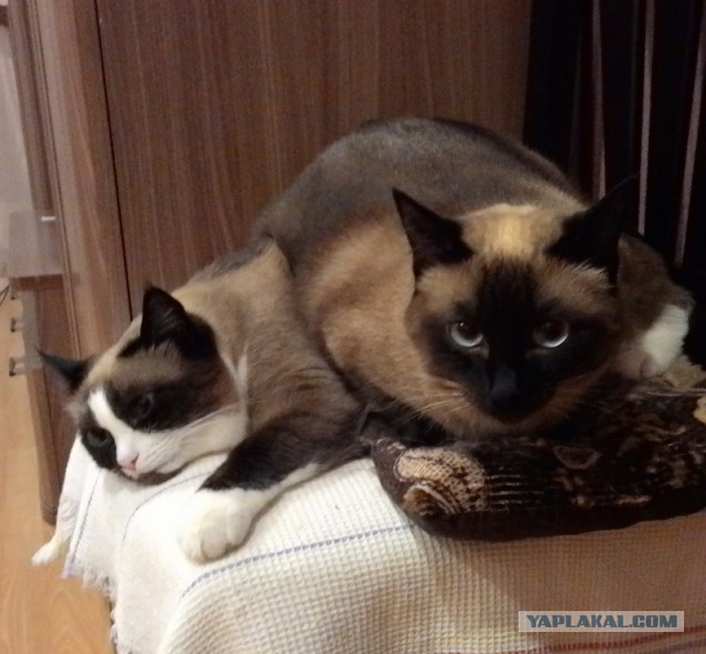 Котовторник 28.10.2014