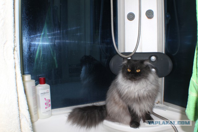 Котовторник 16.12.2014