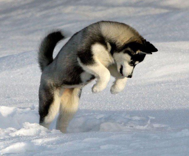 Когда собаки в первый раз увидели снег.