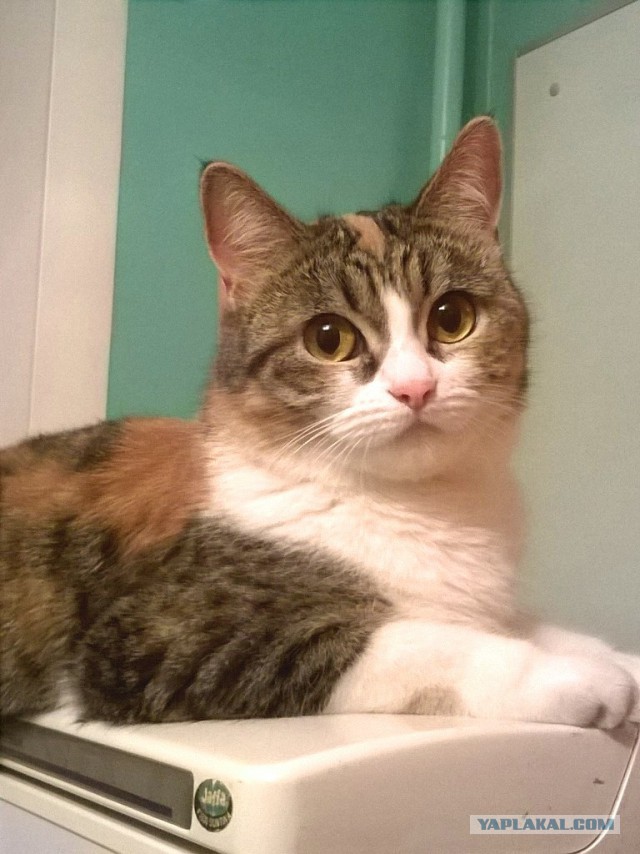 Котовторник