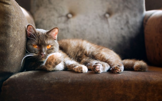 Котовторник