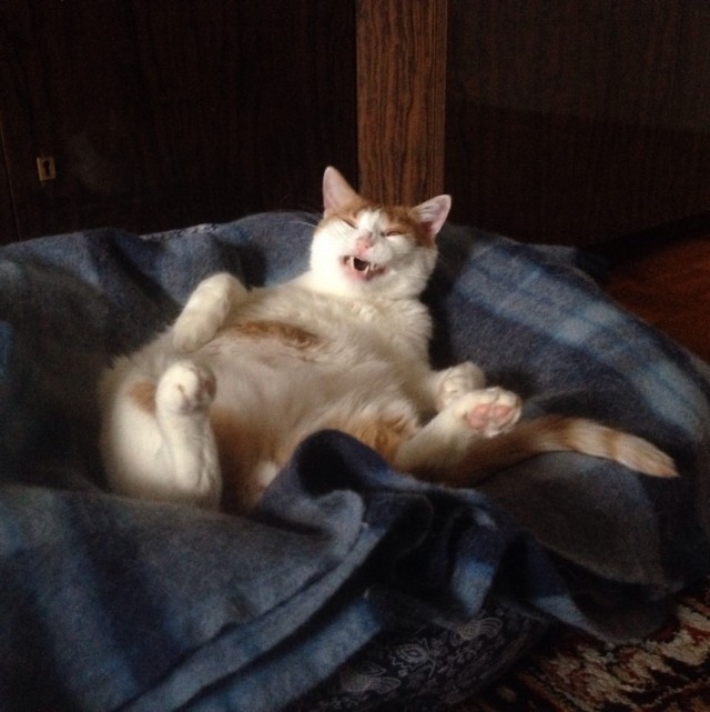 Котовторник 24.03.2015