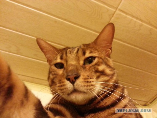 Котовторник 24.03.2015