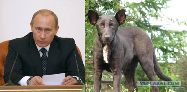 100 самых ценных снимков собак