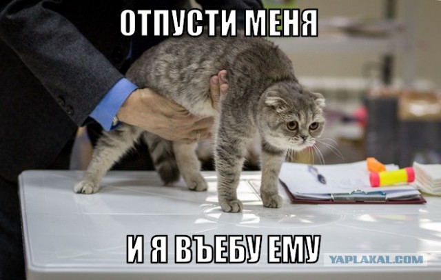 Выставка кошек WCF 4 апреля Тамбов