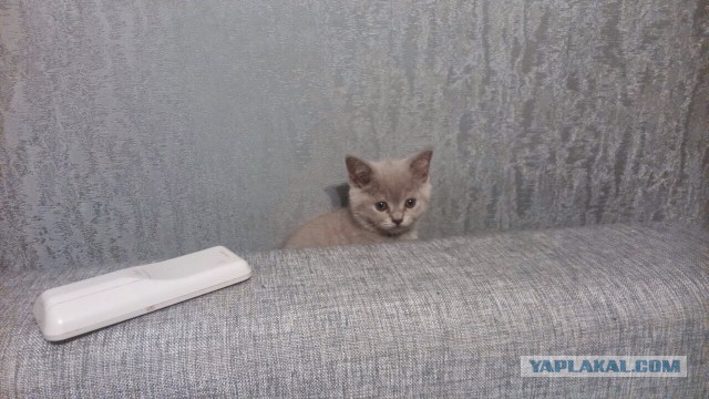 Котовторник