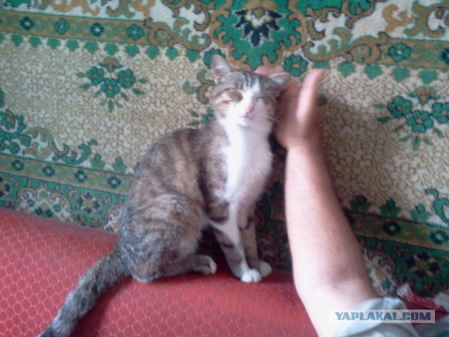 Котовторник 30,06, 2015