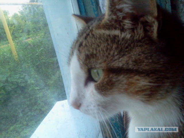 Котовторник 28.07.2015
