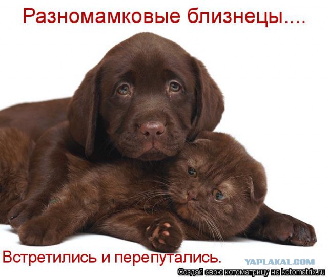 Собаки против котов