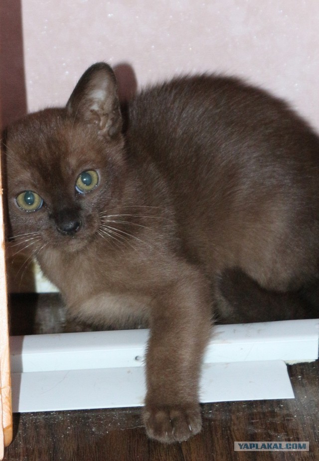 Котовторник  10.11.2015