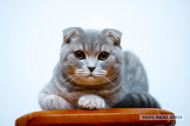Наш Котяра