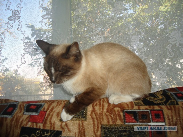 Мой личный котоленд 7
