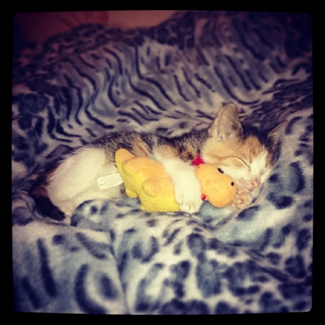 Котовторник 16.02.16