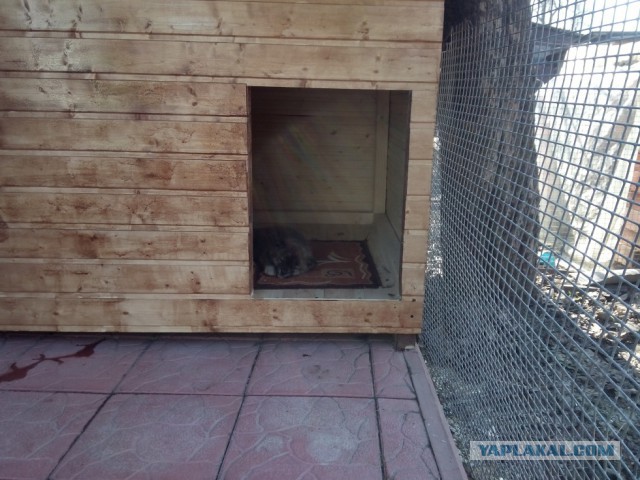 Будка для собаки своими руками.