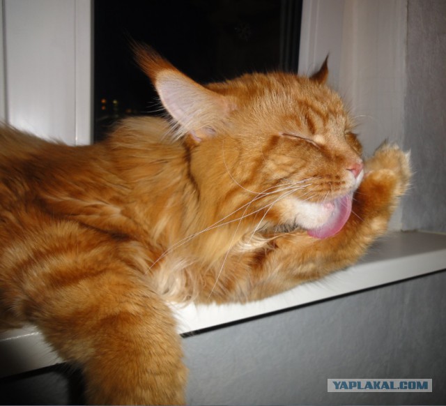 Как я вчера отбивалась от нападения