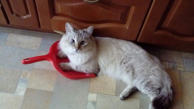 Котовторник - начало