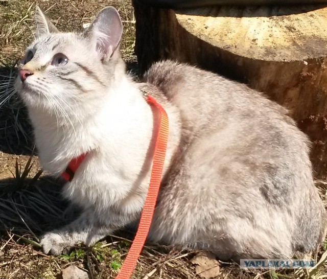 ЯПовцы, а давайте покажем своих жён(мужей)