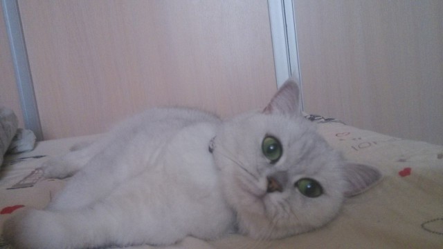 Котовторник 17.05.2016
