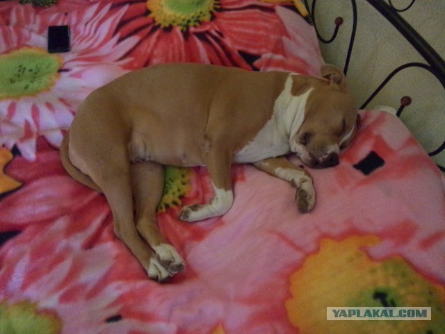 Страшно красивые терьеры