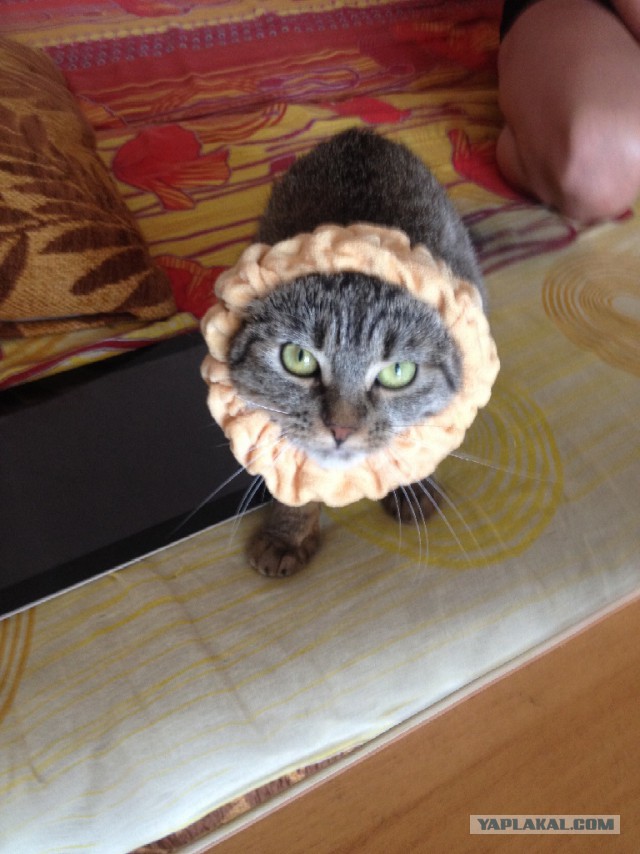 Ваши фотки котов на телефон